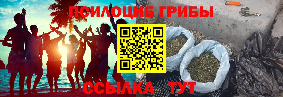 Галлюциногенные грибы Psilocybine cubensis Североуральск